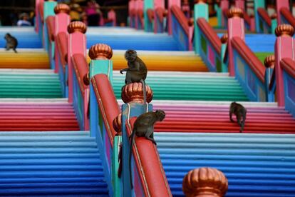 Monos en la escalinata que conduce al templo Batu Caves de Malasia en Kuala Lumpur.