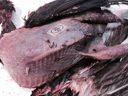 GROUSE / CAPEL