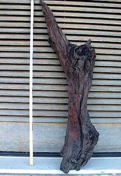 La rama testigo de la erupción.