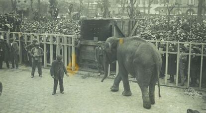 Gran expectación por la llegaba de la elefanta Júlia al zoo de Barcelona en mayo de 1915.