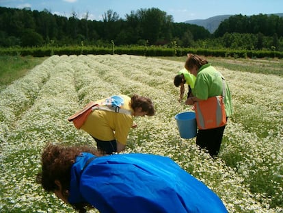 Trabajadores de Josenea en la finca de Lumbier (Navarra).