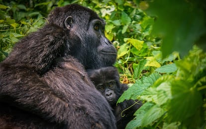 Dos gorilas en el parque nacional Bosque impenetrable Bwindi (Uganda).