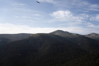 Pinar de los Belgas desde la caseta de vigilancia de Cabeza Mediana, en la vertiente madrileña de la sierra de Guadarrama.