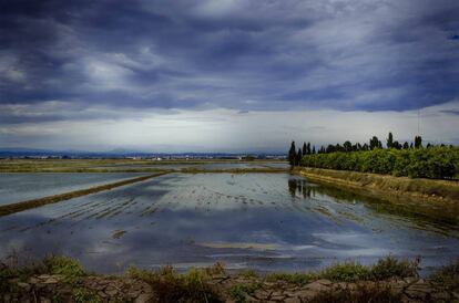 Campos de arroz en la Albufera de Valencia.