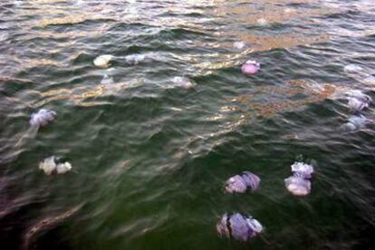 Medusas en aguas del litoral catalán.