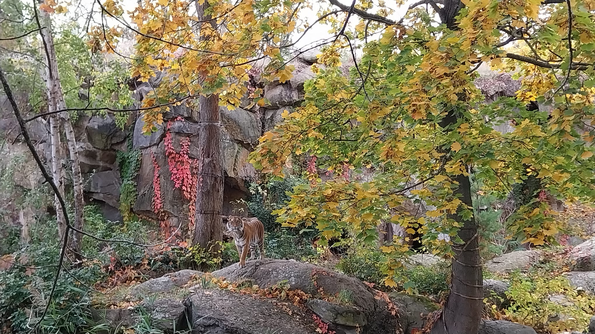 Un tigre en el zoo de Berlín.