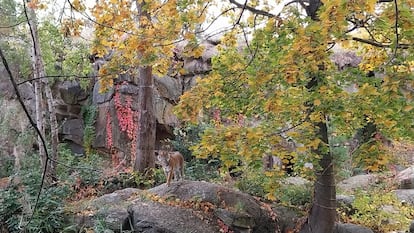 Un tigre en el zoo de Berlín.