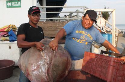 Los pescadores Walter y Johnatan, padre e hijo, exhiben una mantarraya recién pescada en el Puerto de La Libertad.