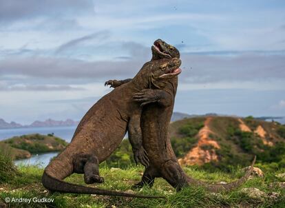 O fotógrafo russo Andrey Gudkov testemunhou uma luta espetacular de dois machos da espécie dragão-de-komodo, na ilha indonésia de Rinca.