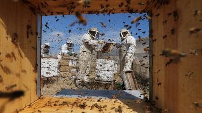 Varios apicultores palestinos obtienen miel en una granja de abejas en Rafah, al sur de la franja de Gaza.