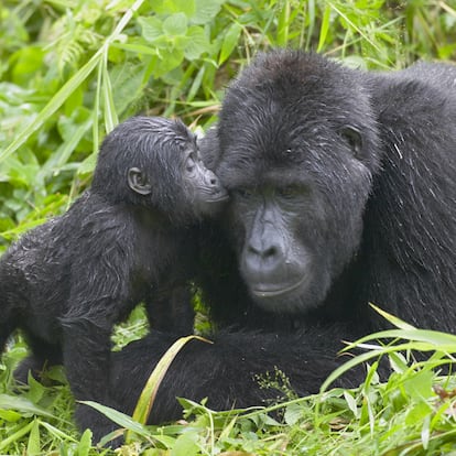 Mountain Gorilla (Gorilla gorilla beringei).  Bwindi Impenetrable National Park, Uganda, Africa.