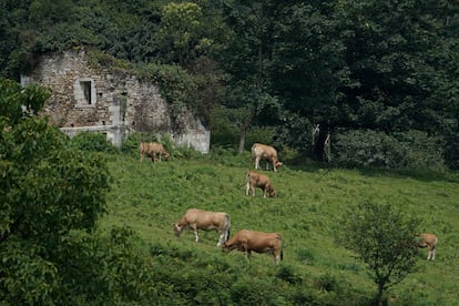Vacas pastando en Caces (Asturias).
