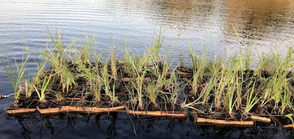 Plataforma con plantas jóvenes.