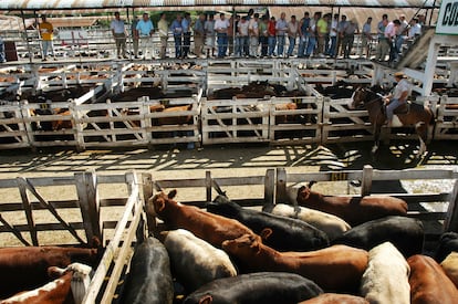 Carne bovina Argentina