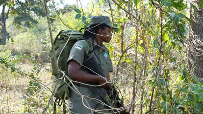 In the photo, ranger Antonia Albano Vasco patrols the Gorongosa National Park, in Mozambique, last August.