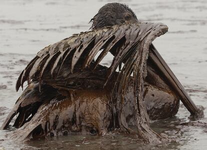 Los animales de la isla han sufrido una fuga de petróleo mantenida desde el 20 de abril