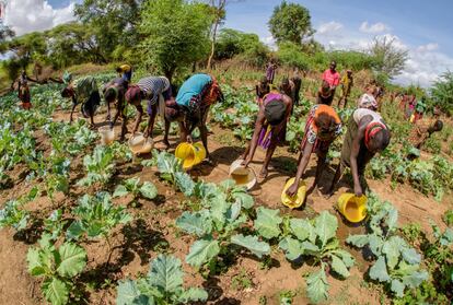 En esta comunidad de Turkana, los agricultores están cultivando no sólo maíz, sino también sandía, sorgo e incluso tomates.



