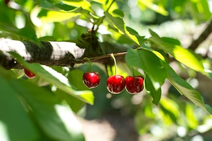 Entre mayo y julio se recolecta la cereza. En el Jerte nace la mejor del mundo, la Picota. Un fruto carnoso y crujiente que se desprende del árbol sin rabito. Ésta y otras muchas cosas, como que ya en el siglo XIV se comían cerezas en el Valle del Jerte, se pueden aprender durante la “Cerecera”. Degustaciones, catas, exposiciones y muchos más actos tienen lugar al inicio del verano en los pueblos de la comarca. La mejor experiencia para vivir la “Cerecera” es participar en la recolección de la cereza. La empresa <a href="https://valleaventura.com/agroturismo/" target="">ValleAventura</a> ofrece esta experiencia desde siete euros por persona. Al final del día, además de haber aprendido a recoger cerezas y a distinguir las variedades, también podremos degustar el rico manjar que hace único al Valle del Jerte.