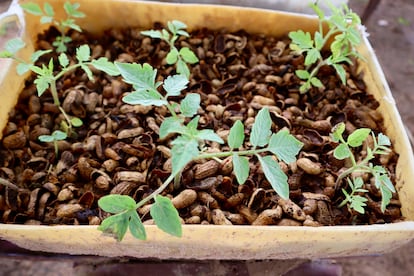 Los agricultores se forman en nuevas técnicas de cultivo y experimentan con la microjardinería, es decir, utilizar las cáscaras de cacahuetes para cultivar lechugas y tomates en lugares donde hay escasez de tierra o el suelo está muy deteriorado.