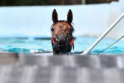 El caballo 'Alligator Blood' se da un baño durante su entrenamiento dirigido por David Vandyke, en el hipódromo de Flemington en Melbourne (Australia).