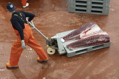 Lomos de atún pescado en el día, preparados y etiquetados.

