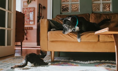 Un perro y un gato juegan en el salón de una casa.