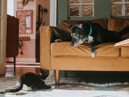 Un perro y un gato juegan en el salón de una casa.