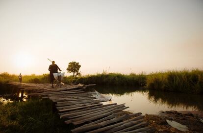 Los mosquitos empiezan su actividad al atardecer y la prolongan hasta la salida del sol. Los datos recopilados muestran con qué habilidad se han adaptado al ser humano. En Ifakara (Tanzania), su presencia alcanza un punto álgido entre las ocho y las nueve de la noche. Según las encuestas, la mayoría de los habitantes de la ciudad se van a la cama —donde están protegidos de las picaduras— entre las nueve y las 10. A las cinco de la mañana, la hora a la que mucha gente se levanta, los insectos aún están allí para atacar.