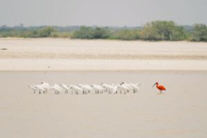 Ibis escarlata entre garcetas níveas e ibis blancos en Colombia.