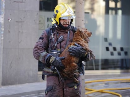 Mueren cuatro perros en el incendio de un piso en Terrassa