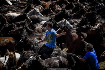 La Rapa das Bestas de Sabucedo es una antigua costumbre del siglo XVI en la que se ofrecían caballos al patrón de Sabucedo, San Lorenzo, para proteger a la población de las enfermedades.