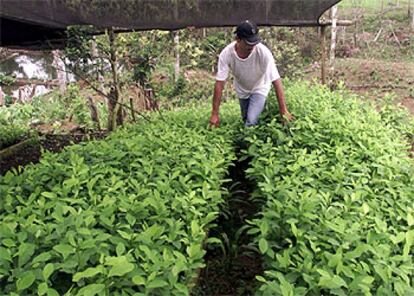 Una plantación de coca en La Hormiga, provincia de Putumayo.