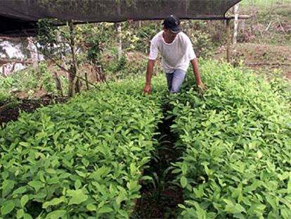 Una plantación de coca en La Hormiga, provincia de Putumayo.
