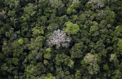 Una vista aérea de la selva amazónica en el Bosque Nacional Buen Futuro, en Porto Velho (Brasil).