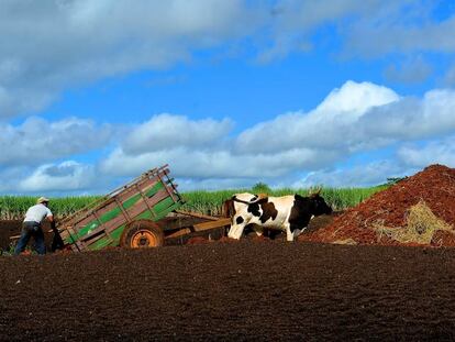 Un agricultor prepara la tierra para plantar caña de azúcar en Arroyos y Esteros.