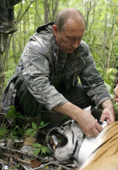 En agosto de 2008, Putin visitó la reserva forestal de Ussuriysky, donde colocó un transmisor de satélite Argos a un tigre.