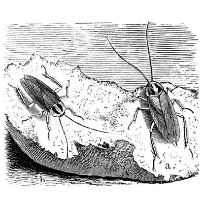 Antique Illustration, Copyright has expired on this artwork. From my own archives, digitally restored.
The German cockroach (Blattella germanica).