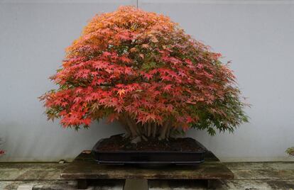 Ejemplar de 'Acer palmatum Yamamomiji'.