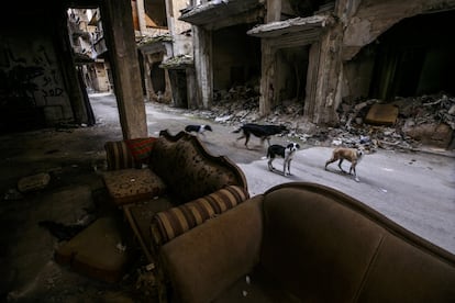 Cachorros passeiam por um bairro de edifícios destruídos em Al-Yarmouk, Damasco, em dezembro de 2020. <p><i>“A guerra não mudou apenas a Síria, mas também nossa forma de ver e fotografar. Meu sonho é que algum dia, talvez em 50 anos, minhas filhas Asli e Zoya compartilhem minhas imagens com o mundo e com as próximas gerações sírias para lhes mostrar o que a guerra fez com o nosso país, evitando assim que a história se repita.” </i></p>