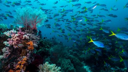 La biodiversidad de los arrecifes de coral.