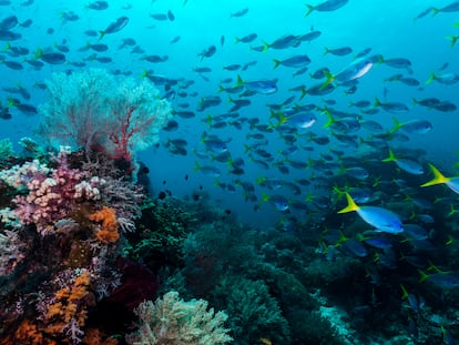 La biodiversidad de los arrecifes de coral.