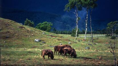 Bisontes europeos en el parque natural de Bialowieza, Polonia.