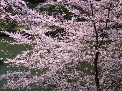 As flores de cerejeira no Japão