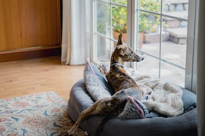 Contrary to the misconception that greyhounds want constant exercise, they are actually quite lazy.