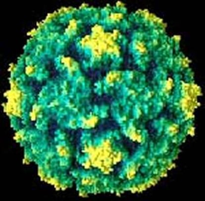 El virus de la polio.