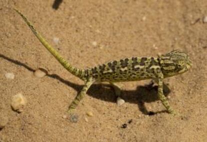 Un camaleón en las dunas de El Asperillo, en Doñana.