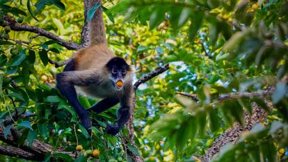 Among the animals that consume fermented fruits is the spider monkey. In the image, one is eating a hobo monkey, which by fermenting its sugar can generate 2.5% ethanol.