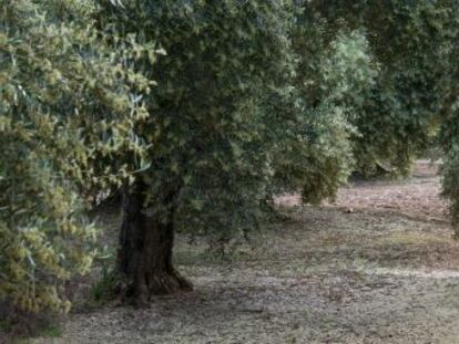 Campo de olivos durante la campa&ntilde;a de 2013, con una intensa floraci&oacute;n.