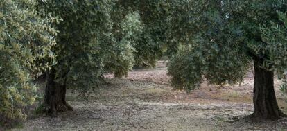 Campo de olivos durante la campa&ntilde;a de 2013, con una intensa floraci&oacute;n.