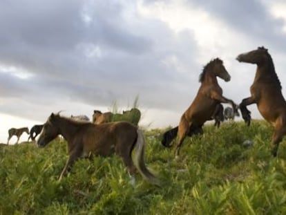 Caballos salvajes en la Rapa das Bestas de Sabucedo.